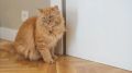 Почему коты не любят закрытые двери: три увлекательные причины