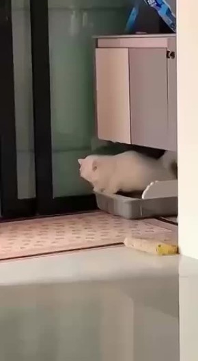   ,  !