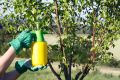 Секреты успешной обработки сада в июне: советы по защите растений