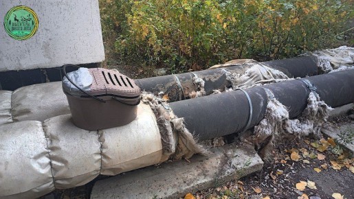Саратовские волонтеры спасли выброшенного на улицу хорька