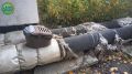 Саратовские волонтеры спасли выброшенного на улицу хорька