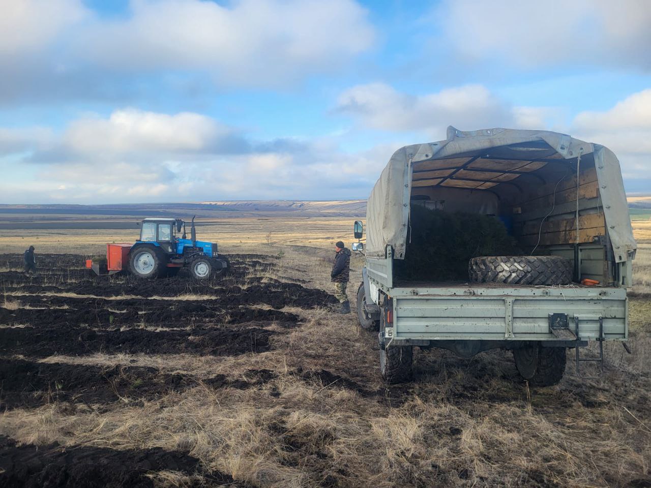 В Базарно-Карабулакском районе высадят 400 тысяч сосен В Базарно-Карабулакском районе высадят 400 тысяч сосен