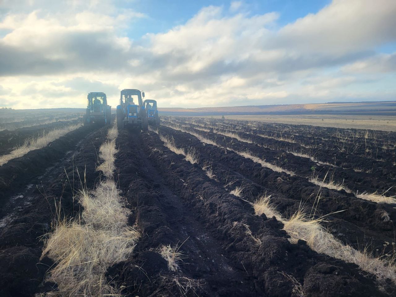 В Базарно-Карабулакском районе высадят 400 тысяч сосен В Базарно-Карабулакском районе высадят 400 тысяч сосен
