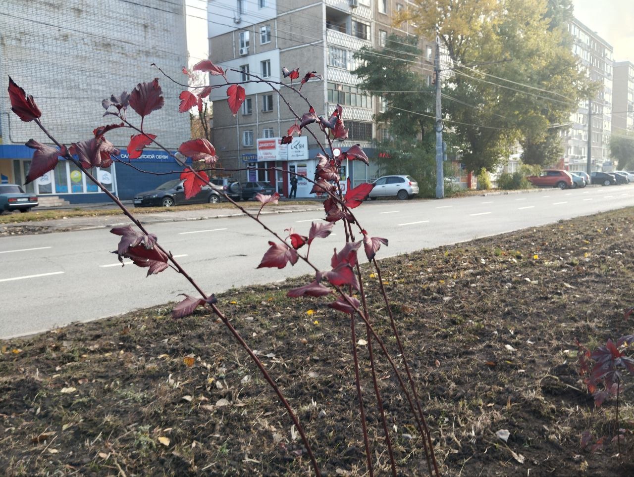 В Энгельсе продолжается осенняя высадка деревьев и кустарников В Энгельсе продолжается осенняя высадка деревьев и кустарников