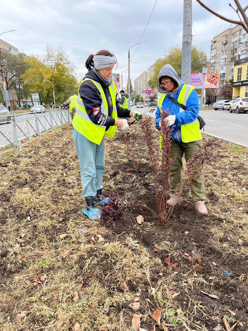 В Энгельсе продолжается осенняя высадка деревьев и кустарников