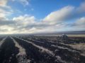 В Базарно-Карабулакском районе высадят 400 тысяч сосен