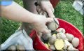 Как правильно подготовить и ухаживать за картофелем: советы для начинающих садоводов