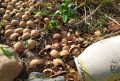 Необычные применения скорлупы грецкого ореха для улучшения ваших растений
