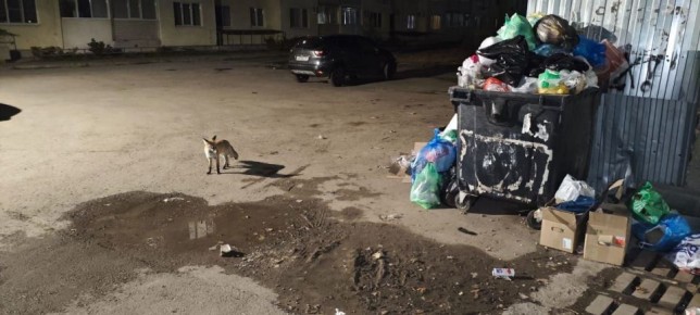 В одном из жилых комплексов Саратова заметили лесную красавицу