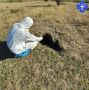 Саратовские ветеринары разложили в лесах 300 тысяч доз вакцины от бешенства