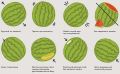 Как выбрать спелый арбуз: секреты и советы