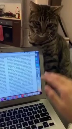 Котик напоминает, что на этой неделе нужно работать 6 дней!