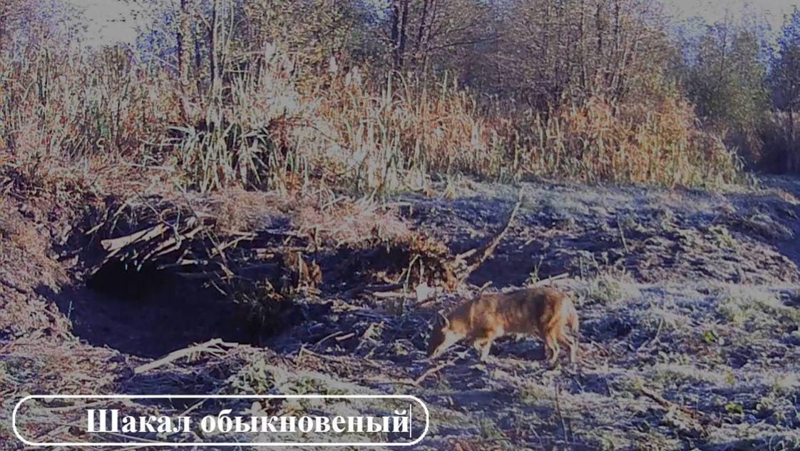 "Меня снимаешь?": любопытные лось и косуля изучали фотоловушку на урочище под Саратовом "Меня снимаешь?": любопытные лось и косуля изучали фотоловушку на урочище под Саратовом