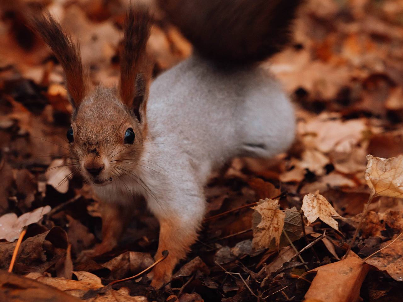 Дождливая погода осени не помеха Дождливая погода осени не помеха