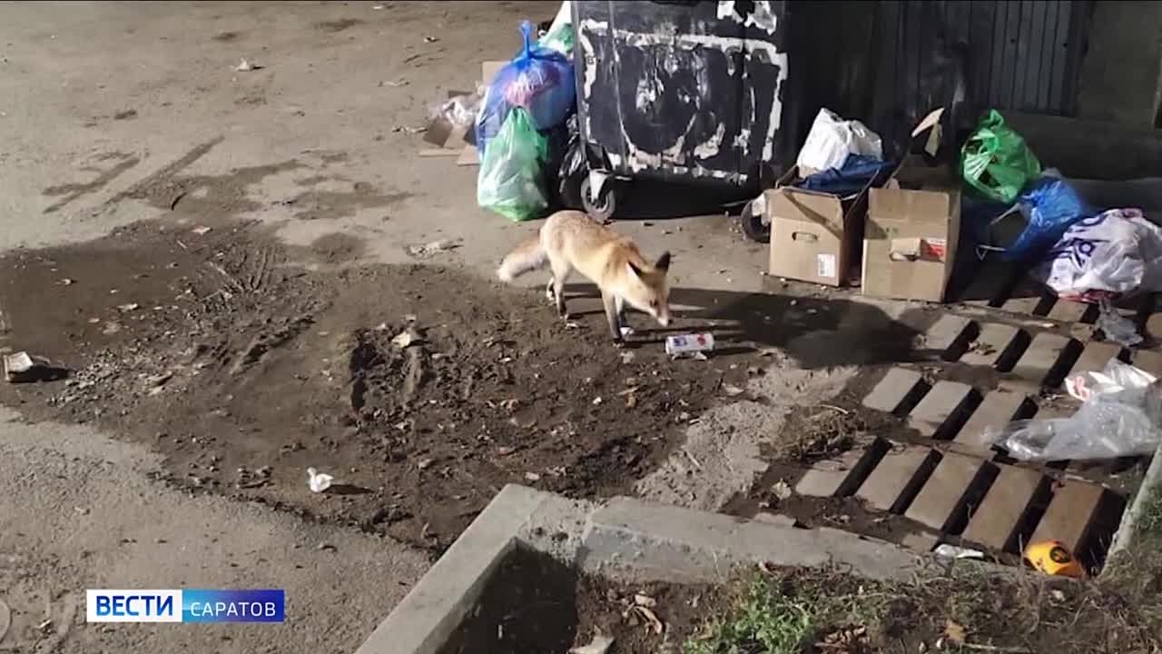 На трассу вышли... верблюды