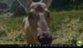 "Меня снимаешь?": любопытные лось и косуля изучали фотоловушку на урочище под Саратовом