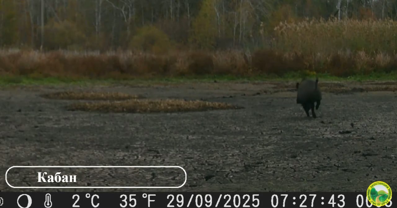 "Меня снимаешь?": любопытные лось и косуля изучали фотоловушку на урочище под Саратовом "Меня снимаешь?": любопытные лось и косуля изучали фотоловушку на урочище под Саратовом