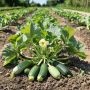 Как перезревшие кабачки могут стать кулинарной находкой