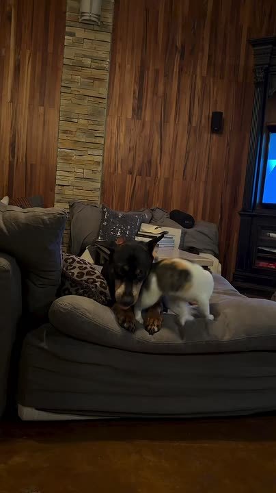 В России выгоднее содержать кошку, чем собаку