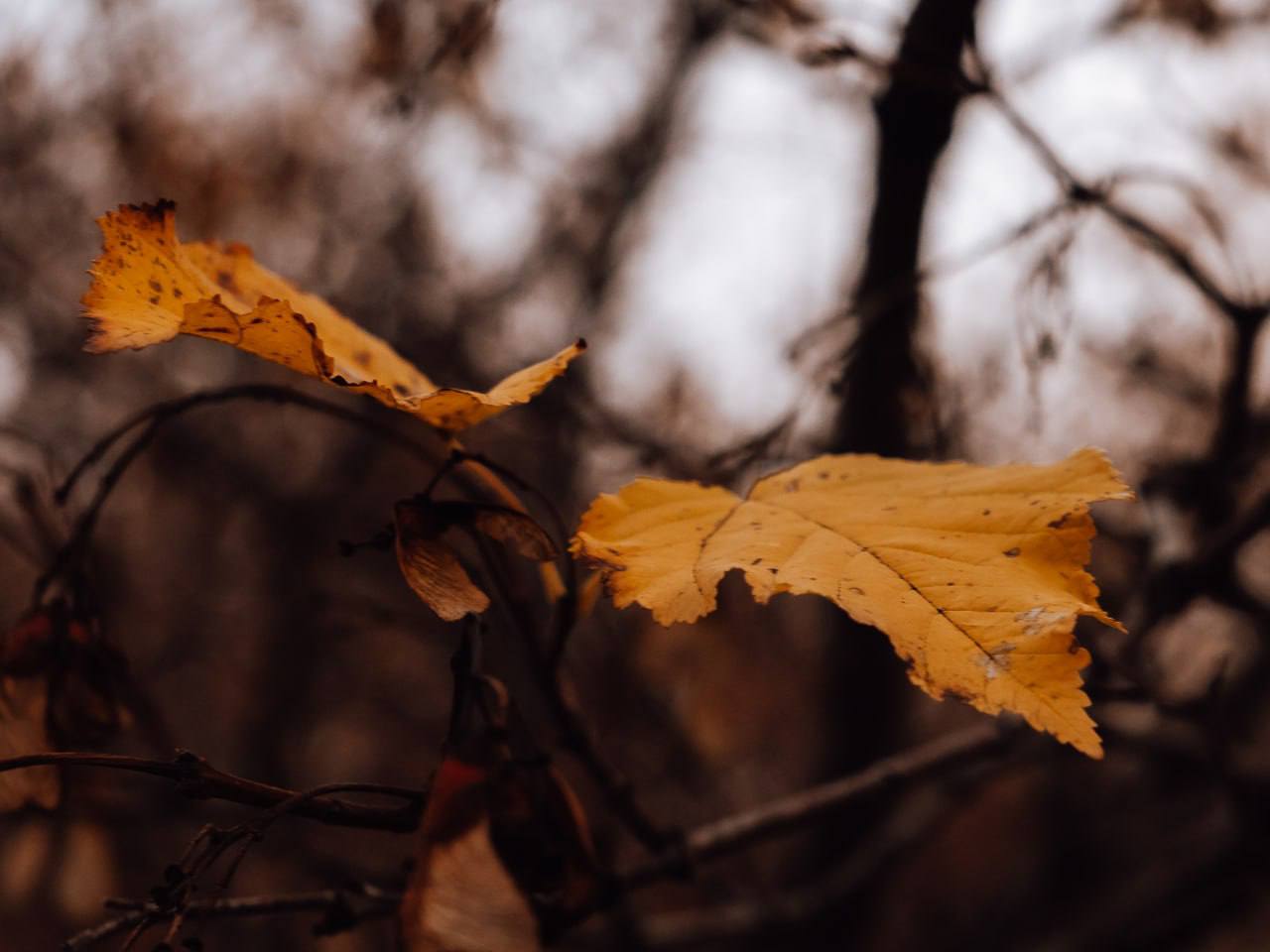 Дождливая погода осени не помеха Дождливая погода осени не помеха