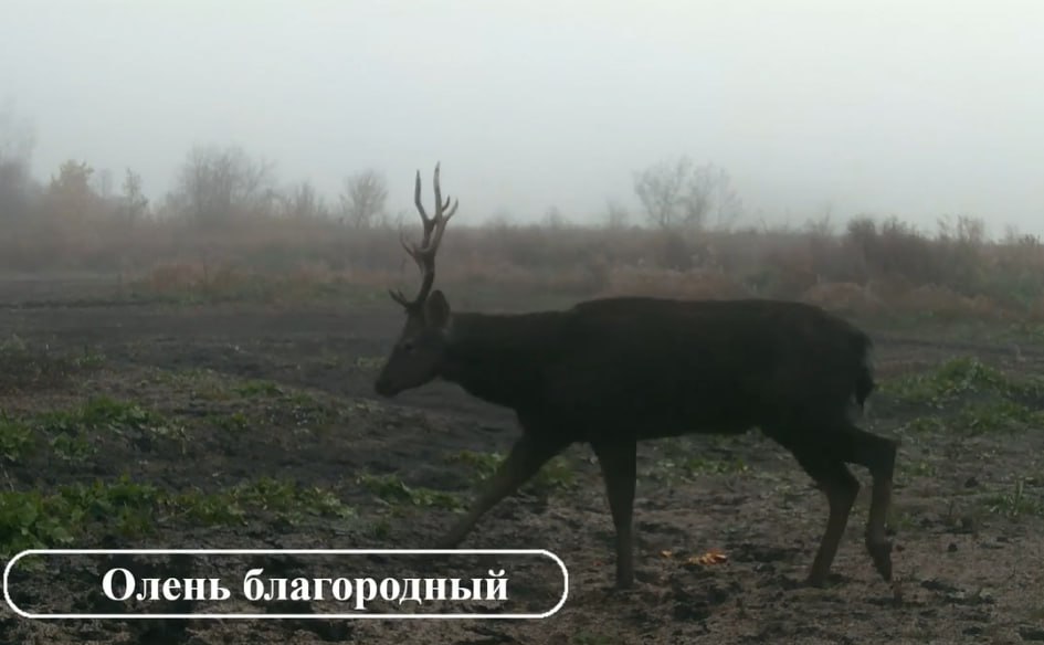 "Меня снимаешь?": любопытные лось и косуля изучали фотоловушку на урочище под Саратовом "Меня снимаешь?": любопытные лось и косуля изучали фотоловушку на урочище под Саратовом