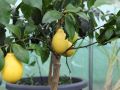 Лимонное дерево: защита от комаров и украшение дачи