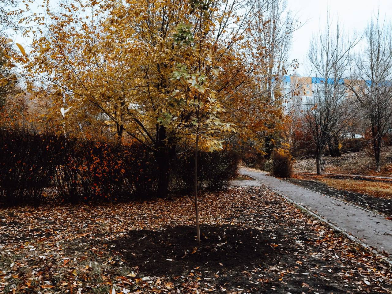 Молодые ивы, клены, липы, катальпы, березы и декоративные кустарники появились в парке «Территория детства» Молодые ивы, клены, липы, катальпы, березы и декоративные кустарники появились в парке «Территория детства»