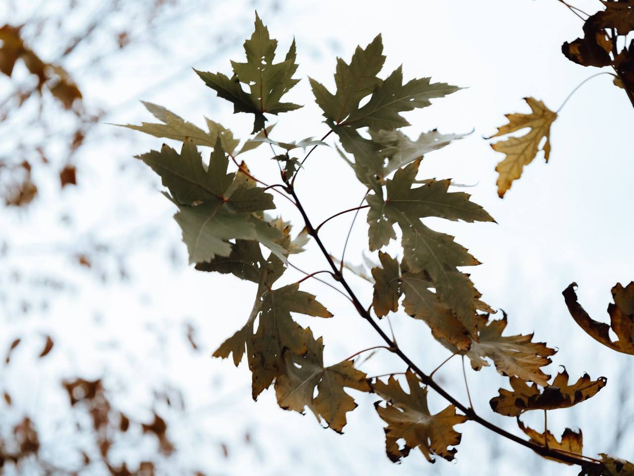 Молодые ивы, клены, липы, катальпы, березы и декоративные кустарники появились в парке «Территория детства»
