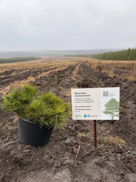 В Саратовской области более 350 тысяч сеянцев сосны и акации высадят в рамках лесоклиматических проектов