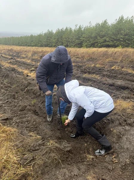В Саратовской области более 350 тысяч сеянцев сосны и акации высадят в рамках лесоклиматических проектов В Саратовской области более 350 тысяч сеянцев сосны и акации высадят в рамках лесоклиматических проектов