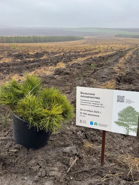 В Саратовской области более 350 тысяч сеянцев сосны и акации высадят в рамках лесоклиматических проектов В Саратовской области более 350 тысяч сеянцев сосны и акации высадят в рамках лесоклиматических проектов