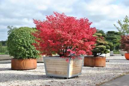 Бересклет крылатый: украшение осеннего сада