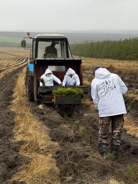 В Саратовской области более 350 тысяч сеянцев сосны и акации высадят в рамках лесоклиматических проектов В Саратовской области более 350 тысяч сеянцев сосны и акации высадят в рамках лесоклиматических проектов