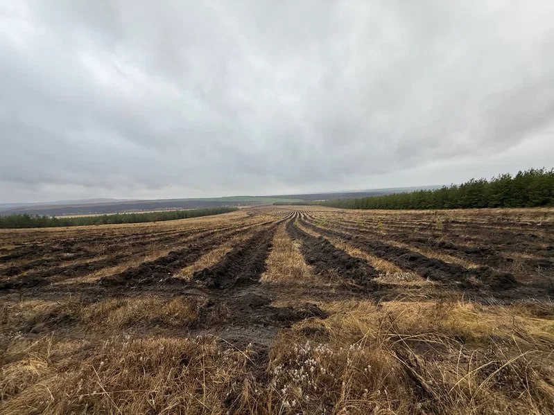 В Саратовской области более 350 тысяч сеянцев сосны и акации высадят в рамках лесоклиматических проектов В Саратовской области более 350 тысяч сеянцев сосны и акации высадят в рамках лесоклиматических проектов