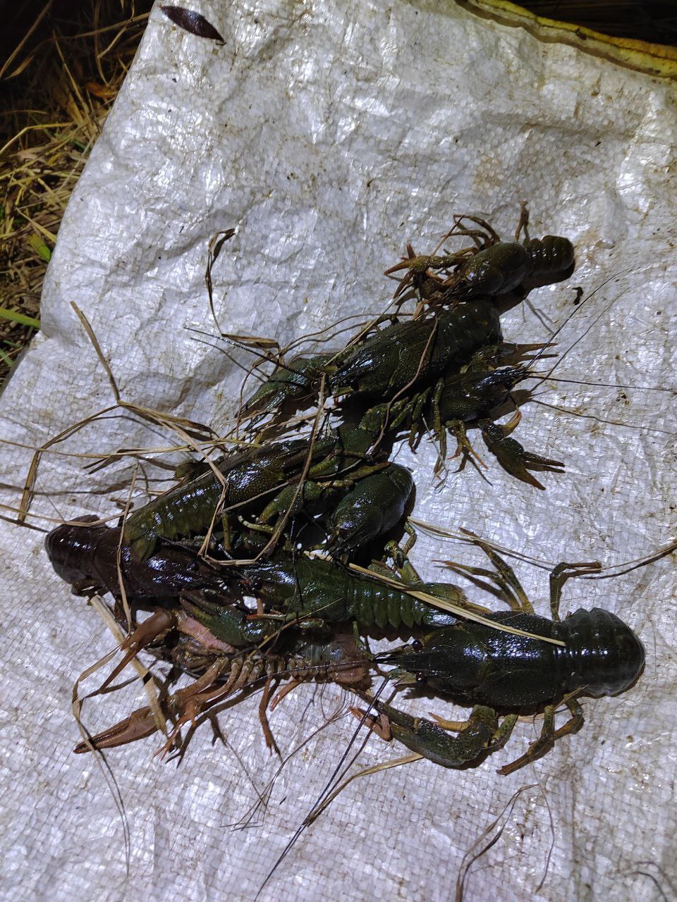 В Сызрани сотрудниками транспортной полиции пресечен факт незаконной добычи водных биологических ресурсов В Сызрани сотрудниками транспортной полиции пресечен факт незаконной добычи водных биологических ресурсов