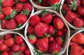 Клубника в ОАЭ будет выращиваться на саратовских экоудобрениях