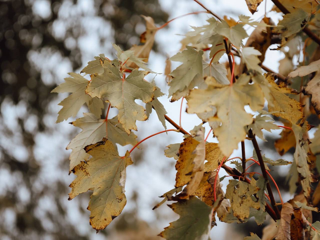 Молодые ивы, клены, липы, катальпы, березы и декоративные кустарники появились в парке «Территория детства» Молодые ивы, клены, липы, катальпы, березы и декоративные кустарники появились в парке «Территория детства»