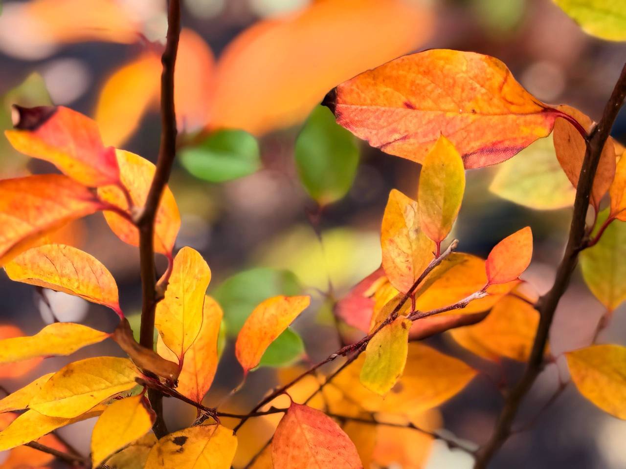 Пусть ваше настроение будет такое же яркое, как осенняя пора Пусть ваше настроение будет такое же яркое, как осенняя пора
