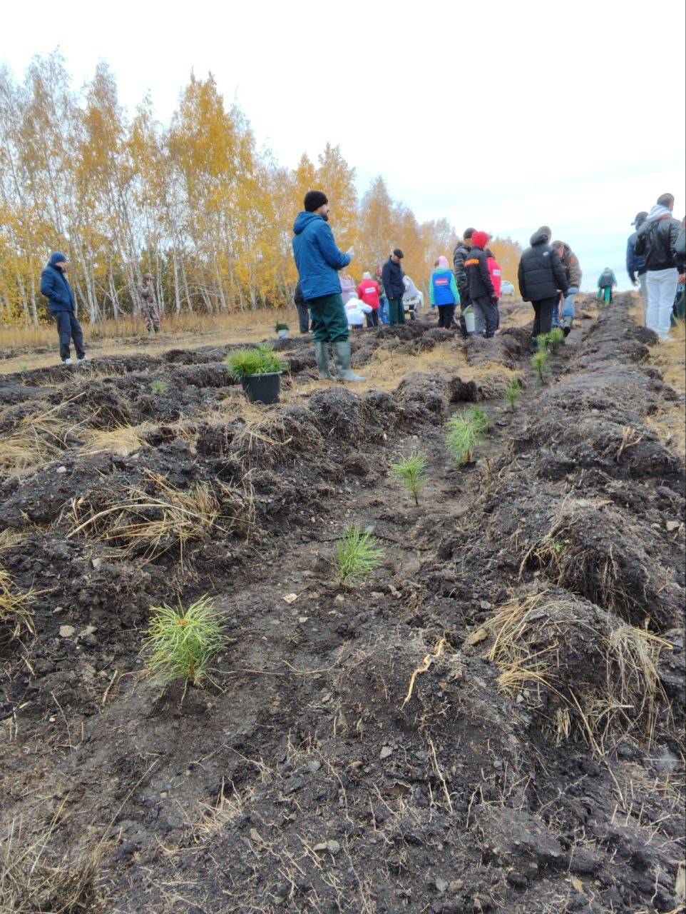В Саратовской области белую акацию считают перспективной породой для лесопосадок В Саратовской области белую акацию считают перспективной породой для лесопосадок