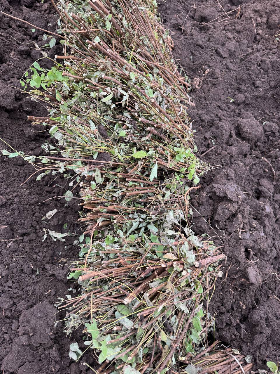 В Саратовской области белую акацию считают перспективной породой для лесопосадок В Саратовской области белую акацию считают перспективной породой для лесопосадок