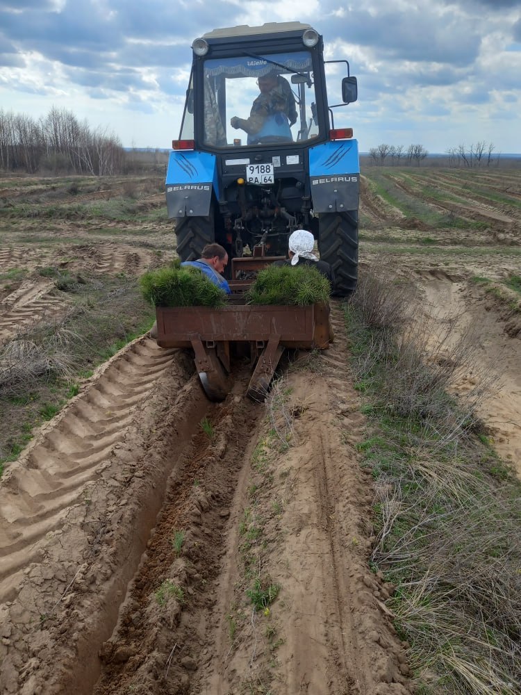 В Саратовской области белую акацию считают перспективной породой для лесопосадок