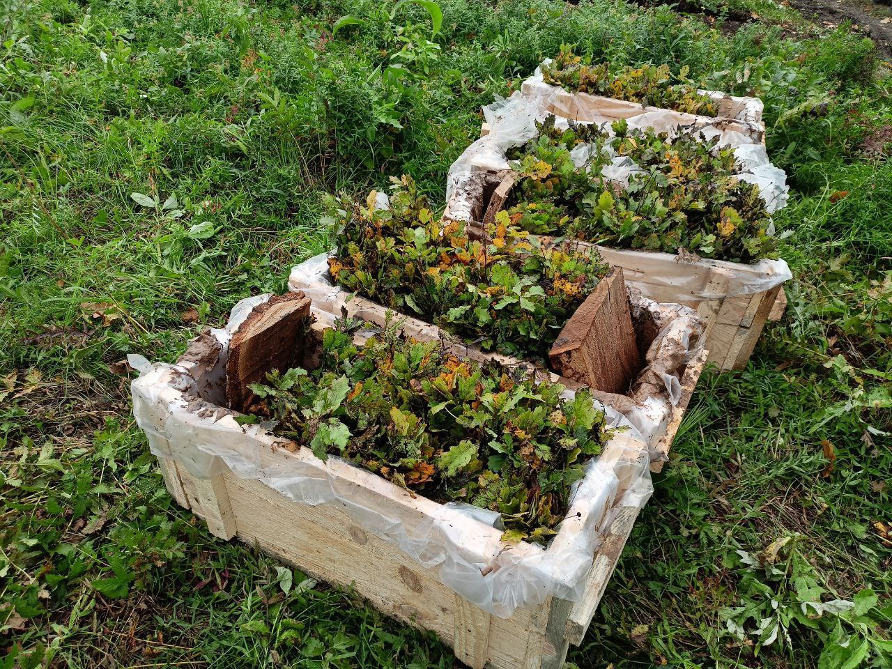В Саратовской области белую акацию считают перспективной породой для лесопосадок В Саратовской области белую акацию считают перспективной породой для лесопосадок