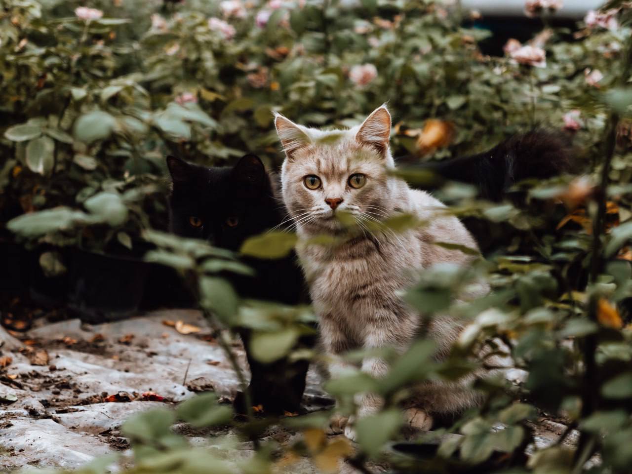 Пусть ваше настроение будет такое же яркое, как осенняя пора Пусть ваше настроение будет такое же яркое, как осенняя пора