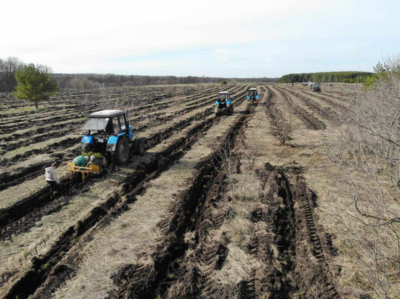 В Саратовской области белую акацию считают перспективной породой для лесопосадок В Саратовской области белую акацию считают перспективной породой для лесопосадок