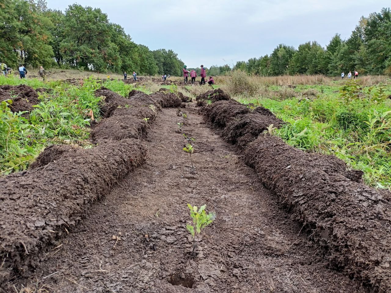 В Саратовской области белую акацию считают перспективной породой для лесопосадок В Саратовской области белую акацию считают перспективной породой для лесопосадок