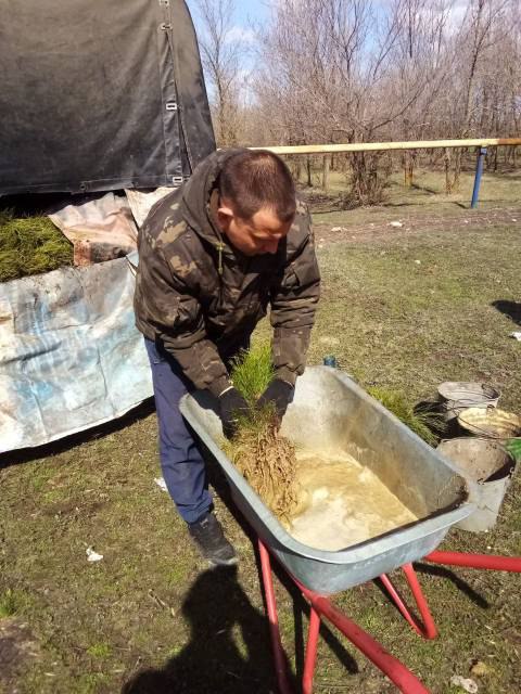 В Саратовской области белую акацию считают перспективной породой для лесопосадок В Саратовской области белую акацию считают перспективной породой для лесопосадок