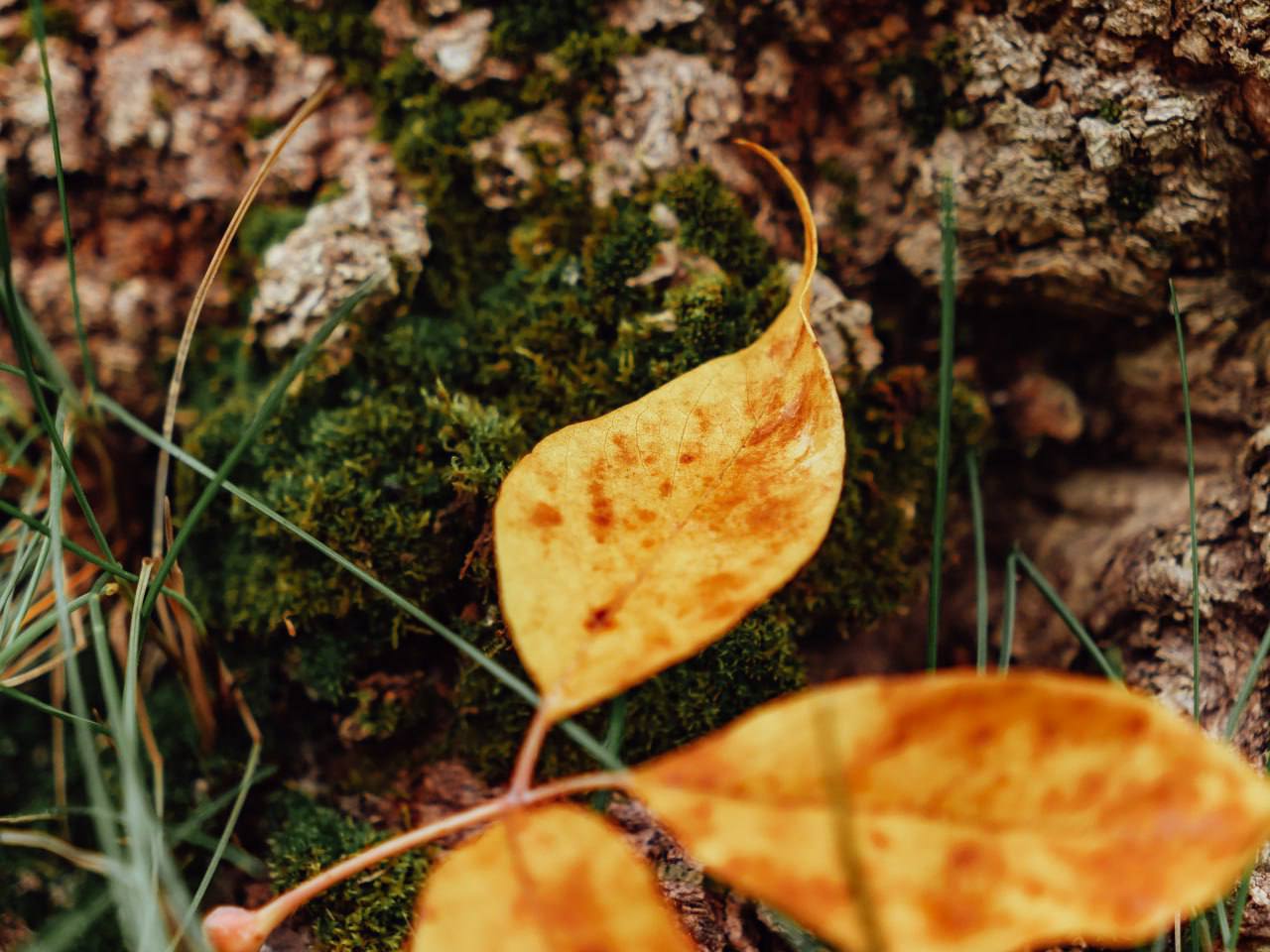 Пусть ваше настроение будет такое же яркое, как осенняя пора Пусть ваше настроение будет такое же яркое, как осенняя пора