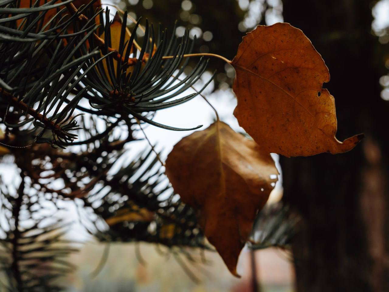 Пусть ваше настроение будет такое же яркое, как осенняя пора Пусть ваше настроение будет такое же яркое, как осенняя пора
