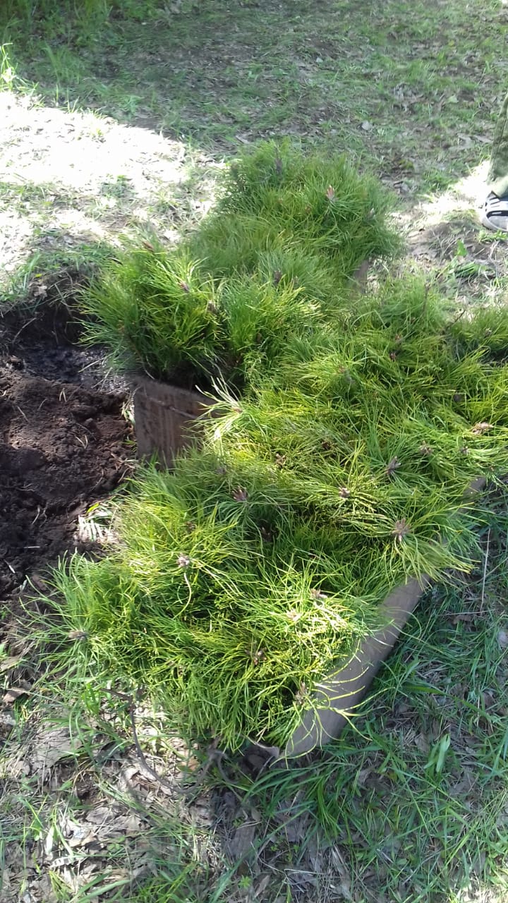 В Саратовской области белую акацию считают перспективной породой для лесопосадок В Саратовской области белую акацию считают перспективной породой для лесопосадок