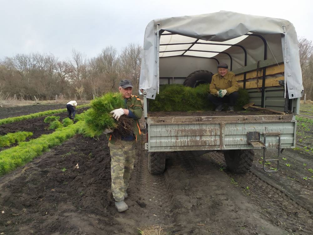 В Саратовской области белую акацию считают перспективной породой для лесопосадок В Саратовской области белую акацию считают перспективной породой для лесопосадок